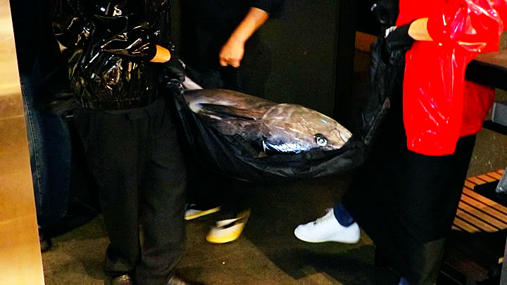 The whole tuna is carried into the room