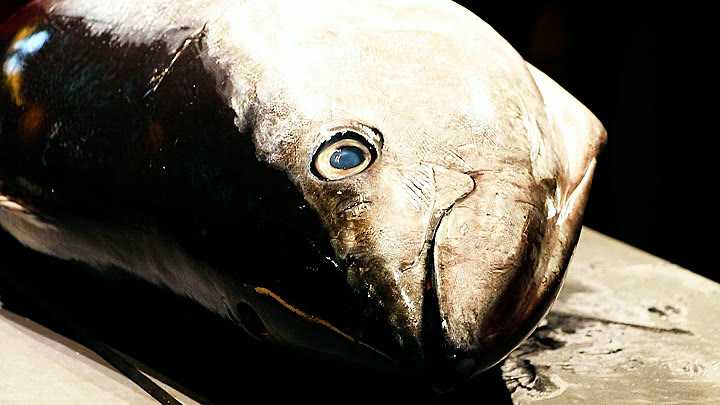 Close-up of the bluefin tuna's head
